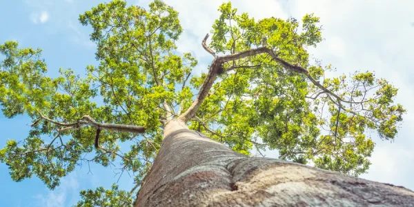 kapoklookingup